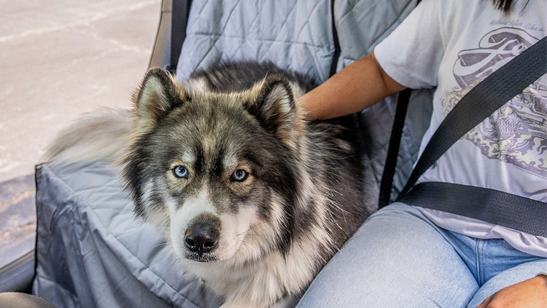 Finding the Perfect Fit for Car Seat Covers for Pet Owner | 4Knines Protection