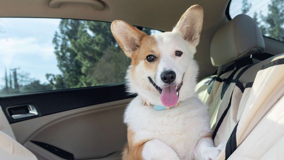 Ultimate Guide to Dog Seat Covers