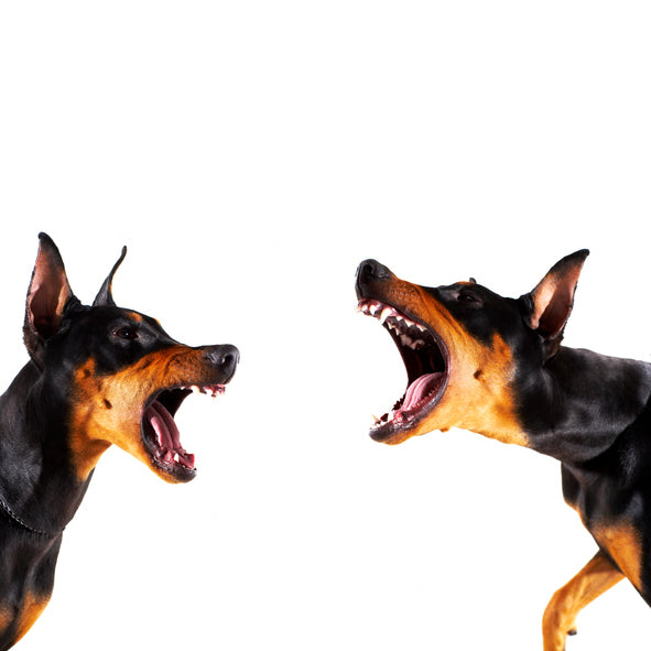 Resource Guarding or Space Invasion? Reasons for Aggressive Outburts in Dogs