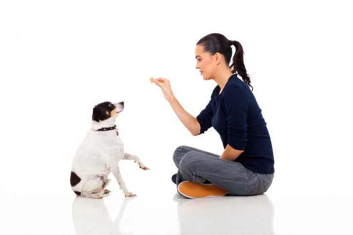 The 4 Quadrants of Dog Training: Are You Doing All Four?