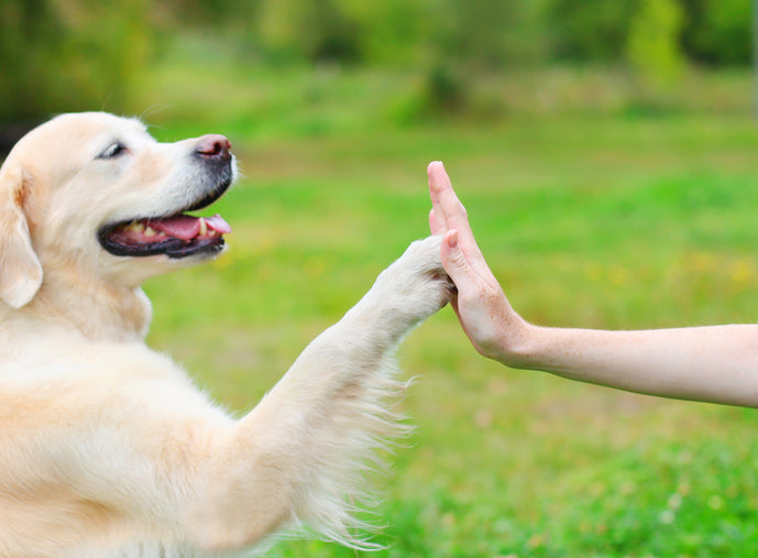 The Evolution of Dog Training