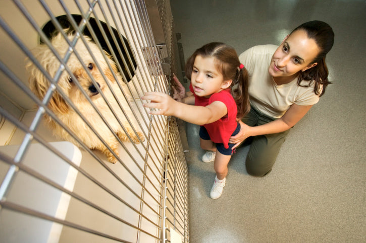 Le bon, le mauvais et le truand de l'adoption d'animaux de compagnie et du sauvetage d'animaux