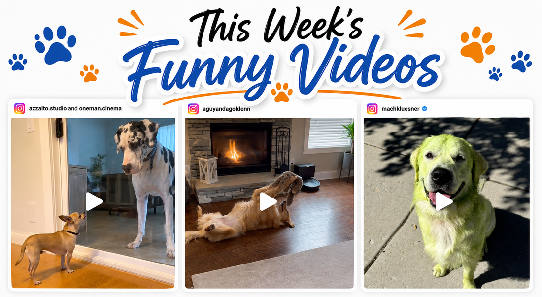 This Week's Funny Dog Videos 5/26/26