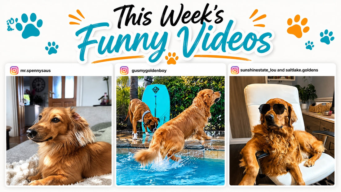 This Weeks Funny Dog Videos