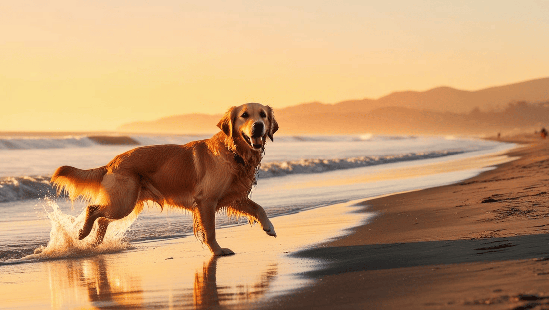 Top Dog-Friendly Destinations in California