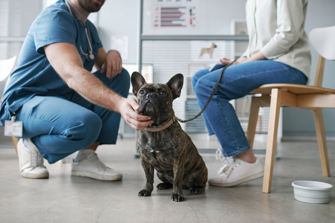 Urgent Care or Emergency Vet? Where to Seek Help