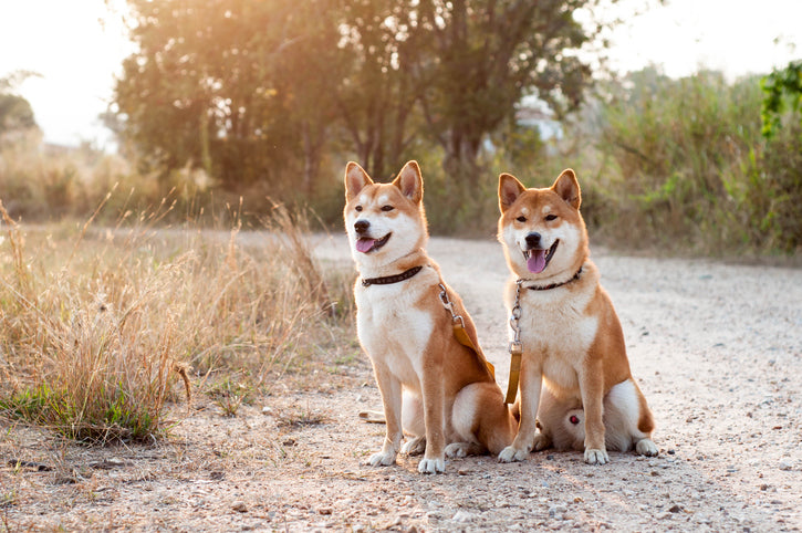 What’s The Difference Between Male and Female Dogs?