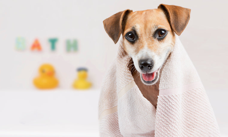 Why Dogs Should Have Spa Days Too – 4Knines®