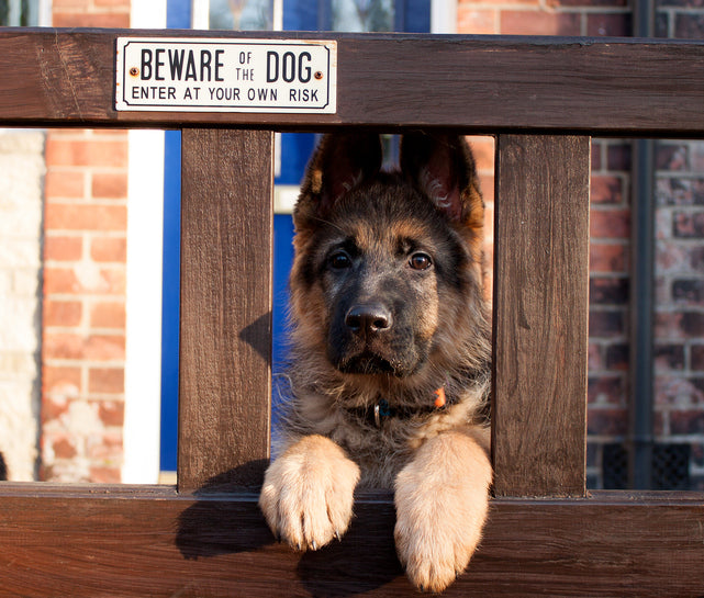 Why Guard Dogs Should Not Be Aggressive