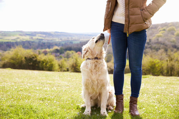 Why I DON’T Train My Clients’ Dogs to Heel
