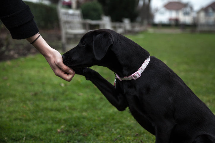 Why You Need to Teach Your Dog Tricks – 4Knines®