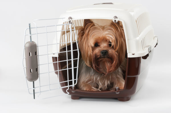 Wire Crate vs. Plastic Kennel: Which One Is Best For Your Pup?