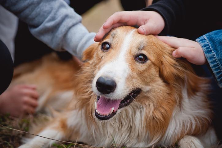 What Not to Do When Visiting Someone Who Has Dogs