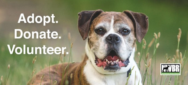 April 2024 Spotlight: Northwest Boxer Rescue