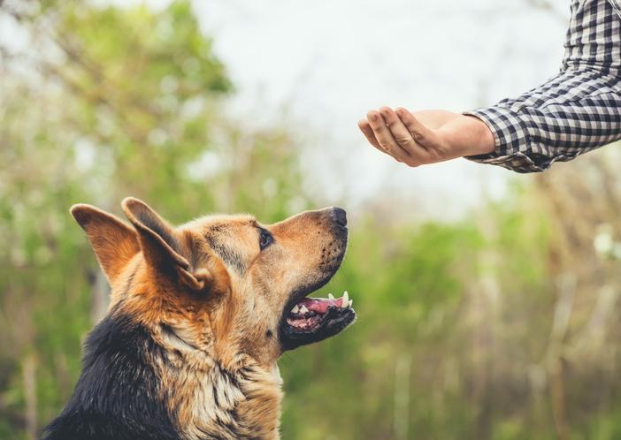 Knowing Your Dog Training Priorities