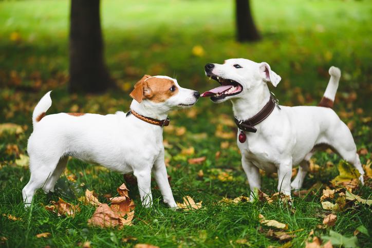 The Rule of Threes: The Puppy Socialization Rule You Need to Know