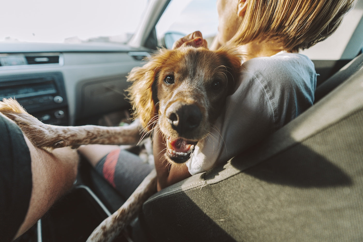 Common Health Issues Dogs Face During Long Car Rides