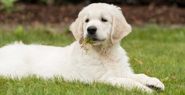 Dog Behavior: Why Do Dogs Eat Grass