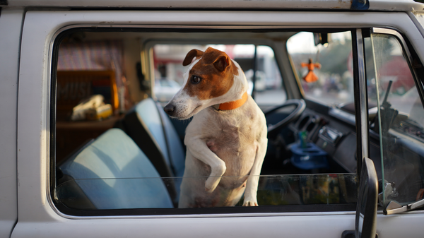 Hot Weather Car Safety for Dogs: Just Leave Them Home