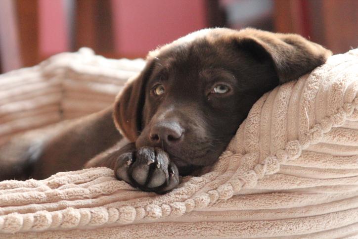 How to Choose a Perfect Dog Bed for Your Dog