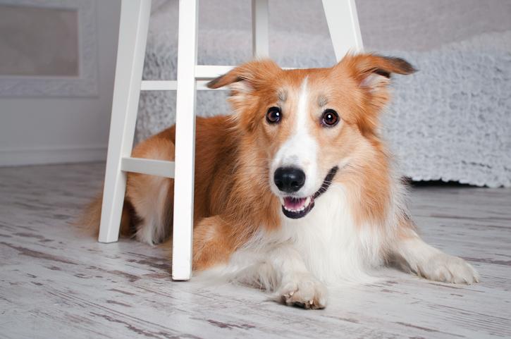 Can a Border Collie Live in an Apartment?