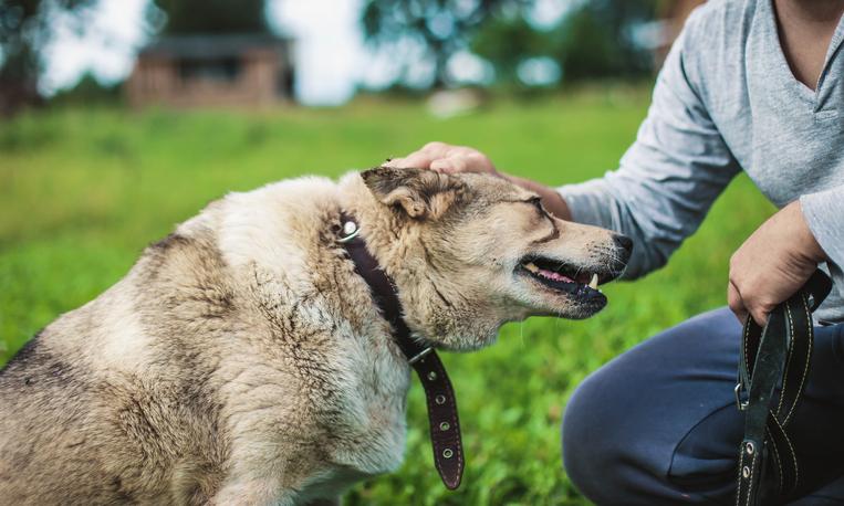 Why It's OK When Dog Training Goes Wrong