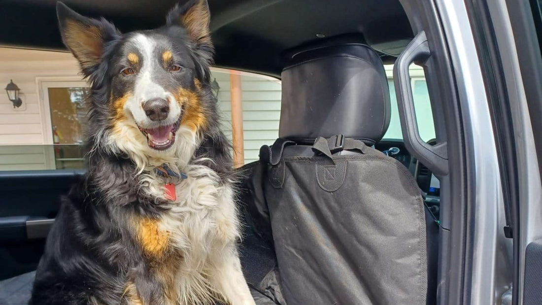 Common Struggles for Dogs During Car Rides - How to Help Your Dog Have a Stress Free Ride