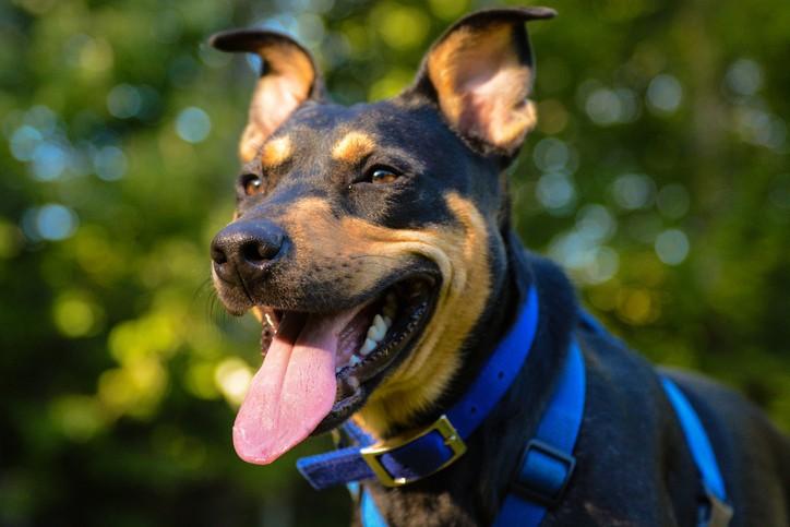 Dog Harness VS Collar: The Pros and Cons