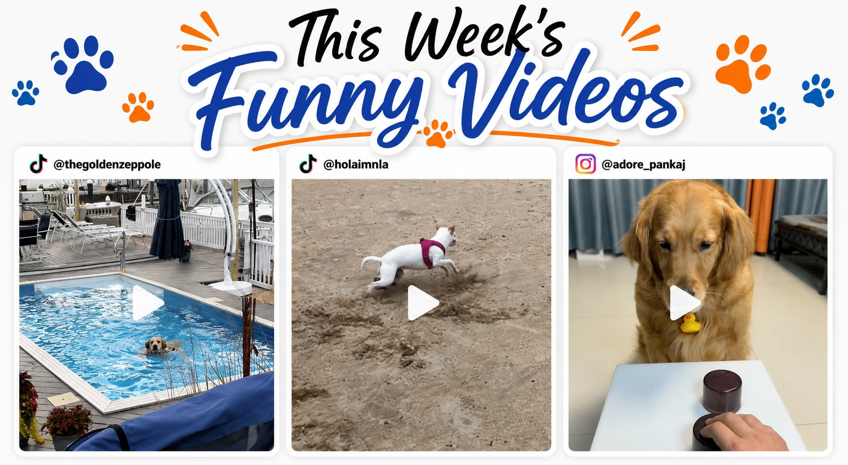 This Weeks Funny Dog Videos 6/9/26