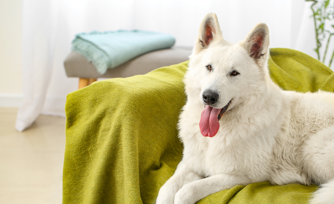 How to Properly Groom a White German Shepherd