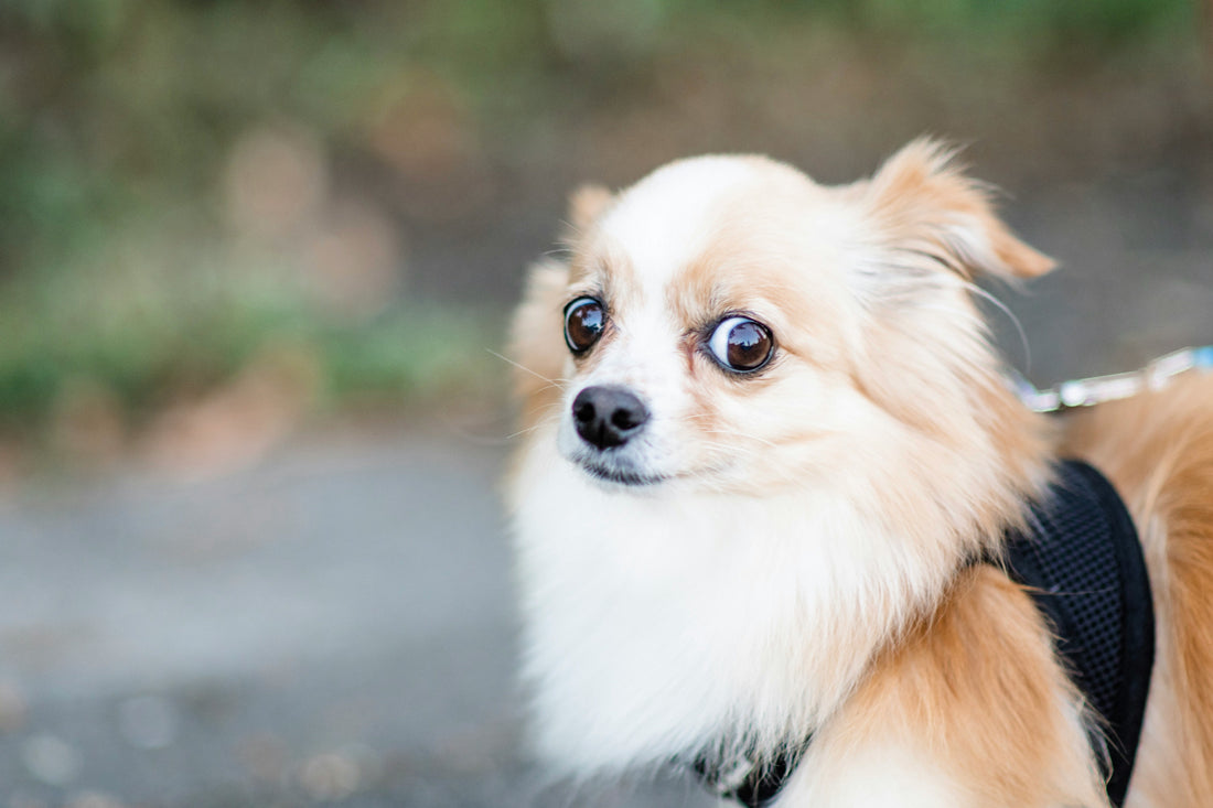 The World From Six Inches Up: Helping Your Small Dog Find Their Brave