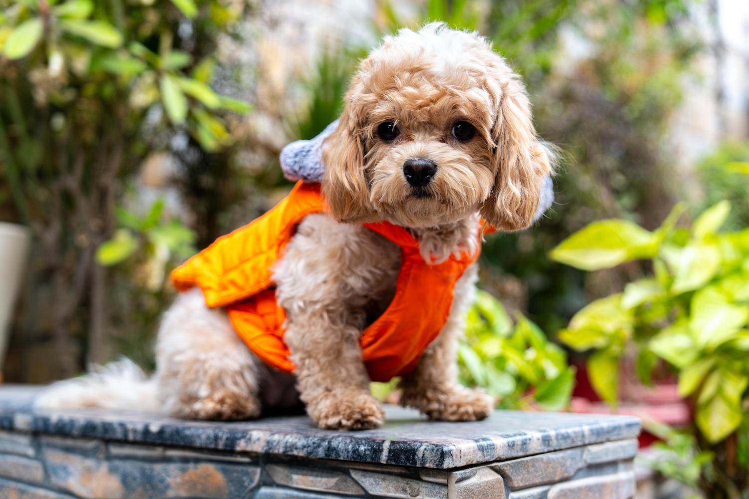 Why Fabric Weight Matters More Than Style In Dog Clothing