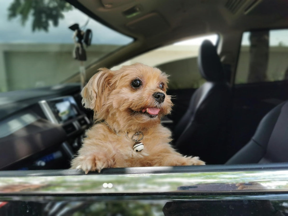Road Trip Prep Tips for Dogs With Travel Anxiety