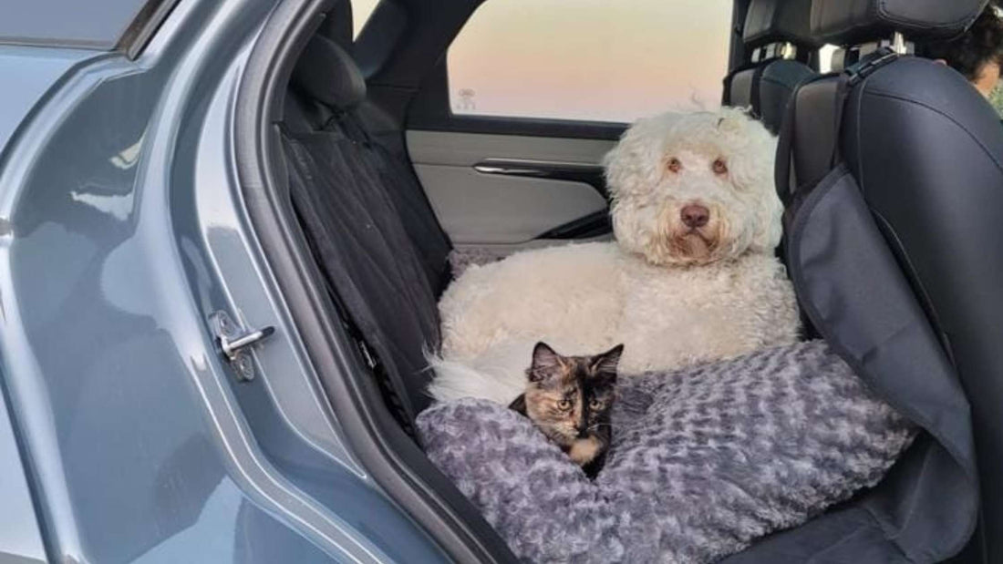 Are There Dog Seat Covers That Fold Compactly for Storage? Discover the Answer Here