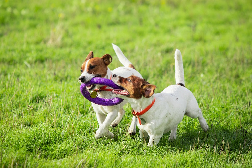 A Pawsome Adventure: Exploring the World, One Healthy Step at a Time, with My Dog