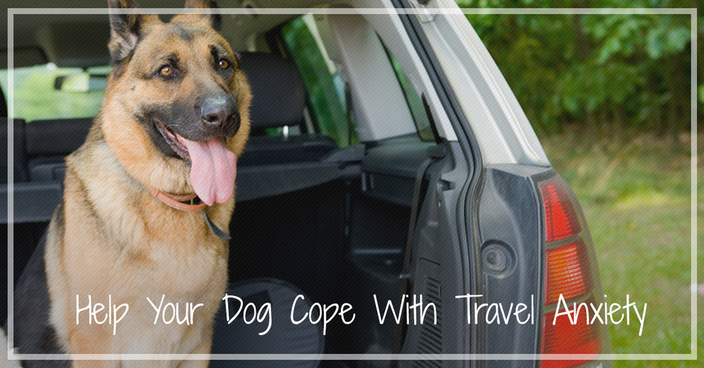 Comment prévenir l'anxiété de voyage chez les chiens Partie 1