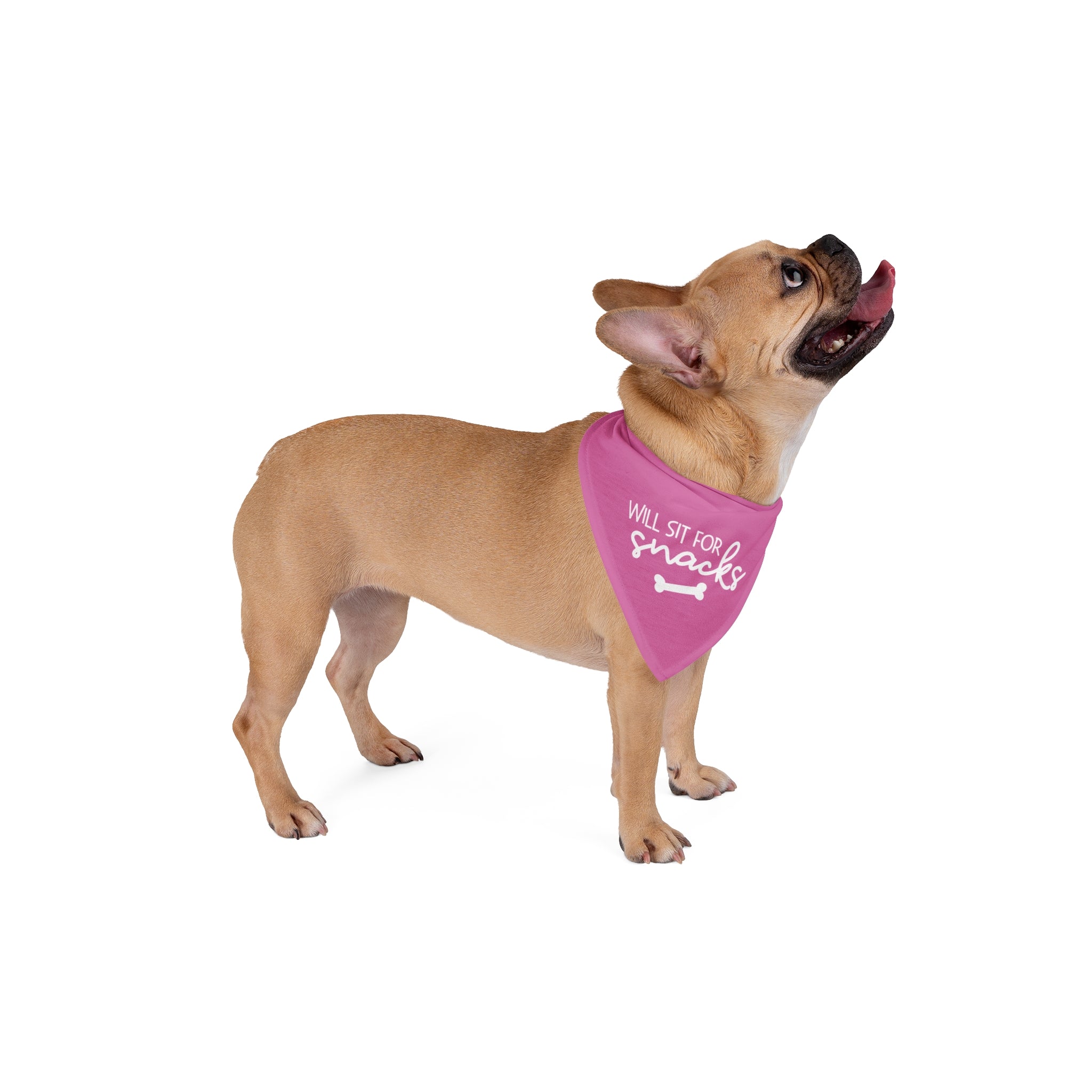 Will Sit For Snacks | Pink Dog Bandana