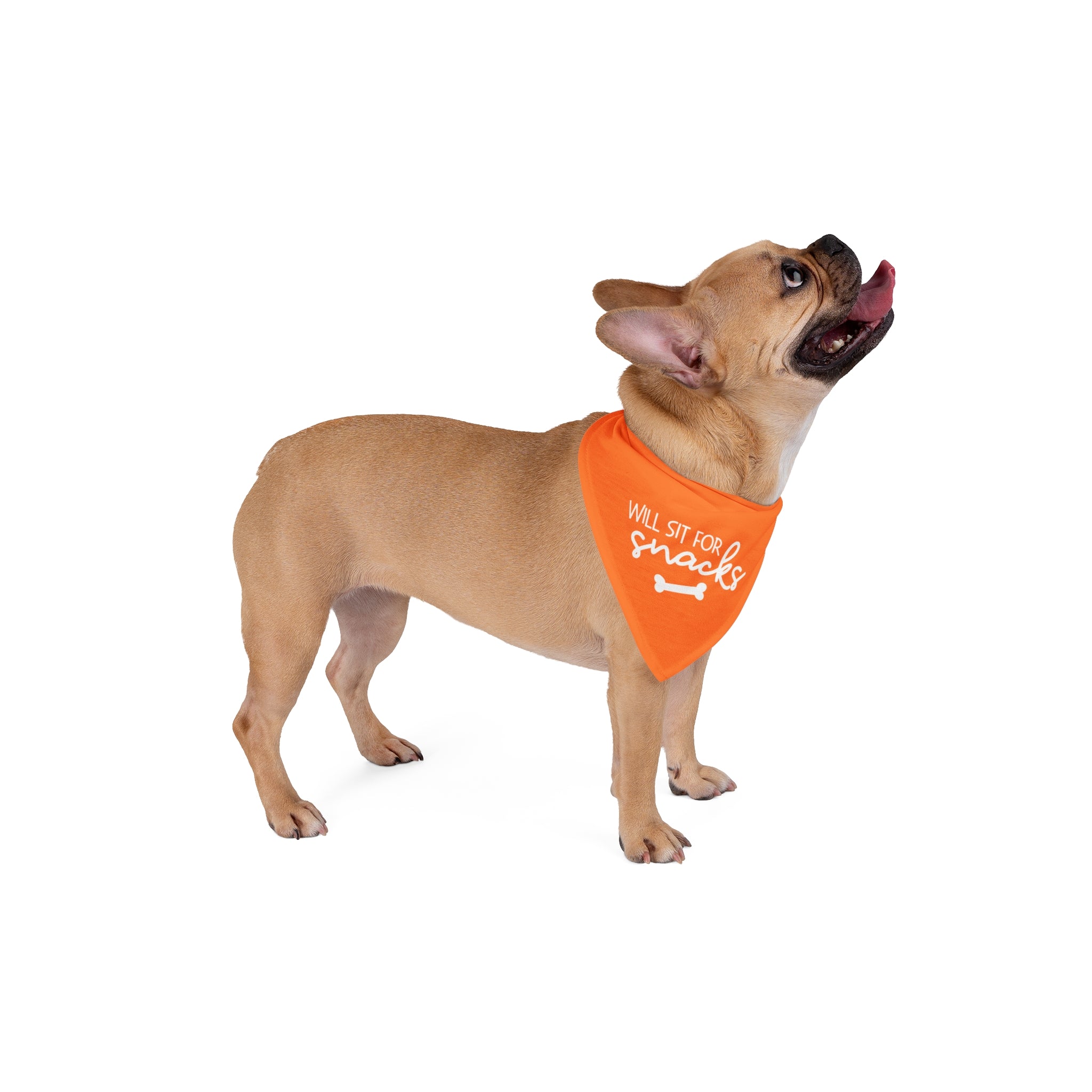 Will Sit For Snacks | Orange Dog Bandana