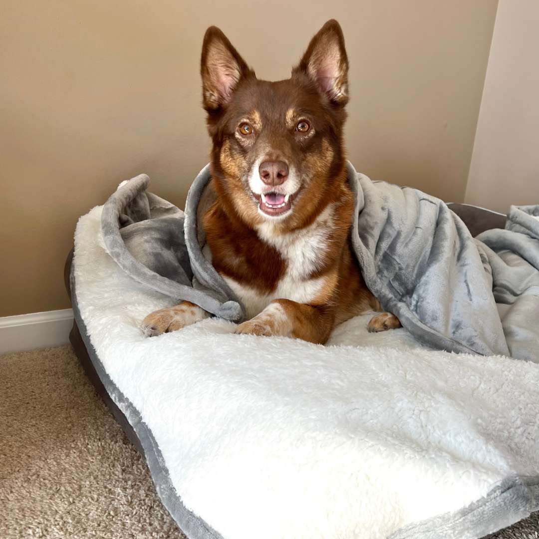Waterproof Plush Dog Blanket with dog