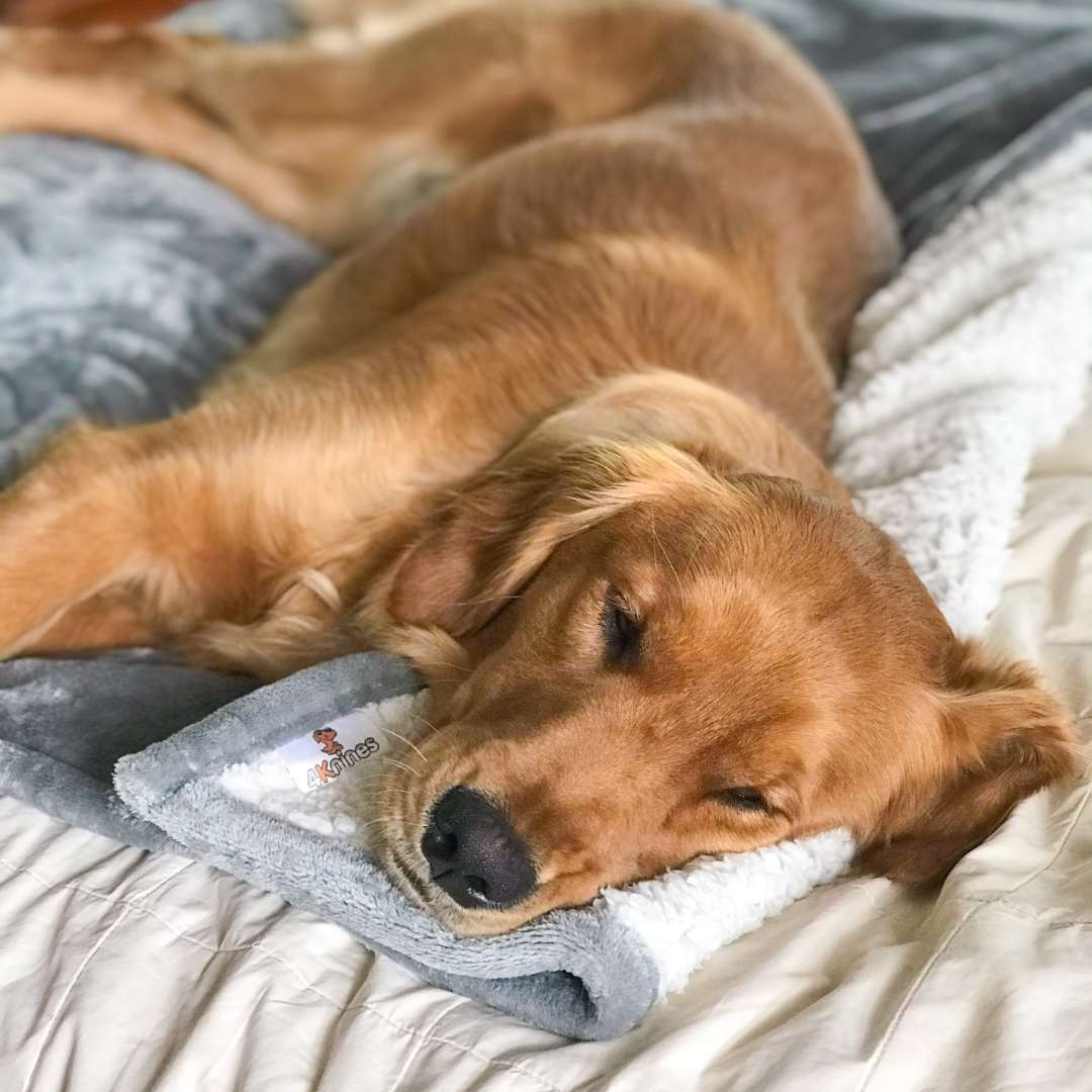 Waterproof Plush Dog Blanket with golden retriever