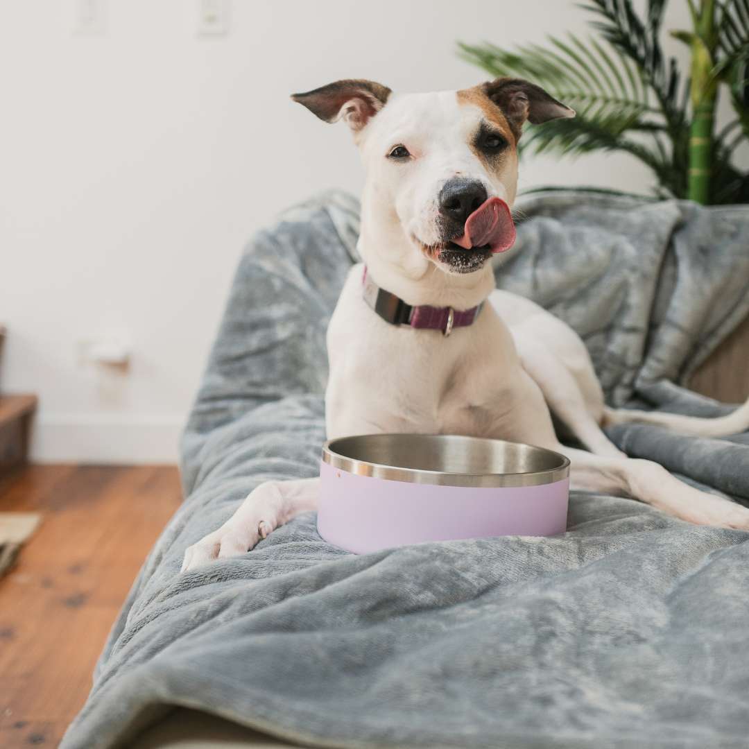 Waterproof Plush Dog Blanket