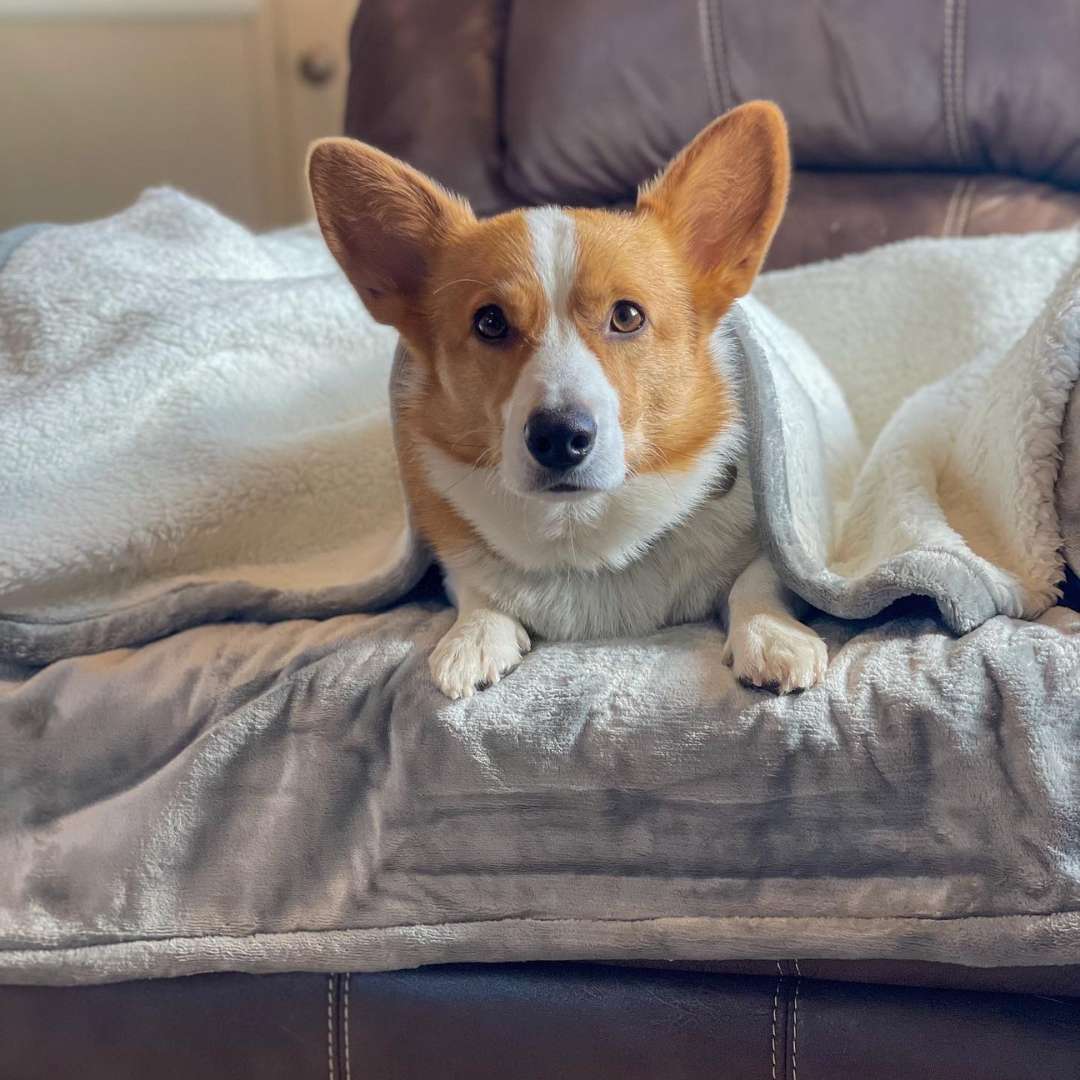 Waterproof Plush Dog Blanket