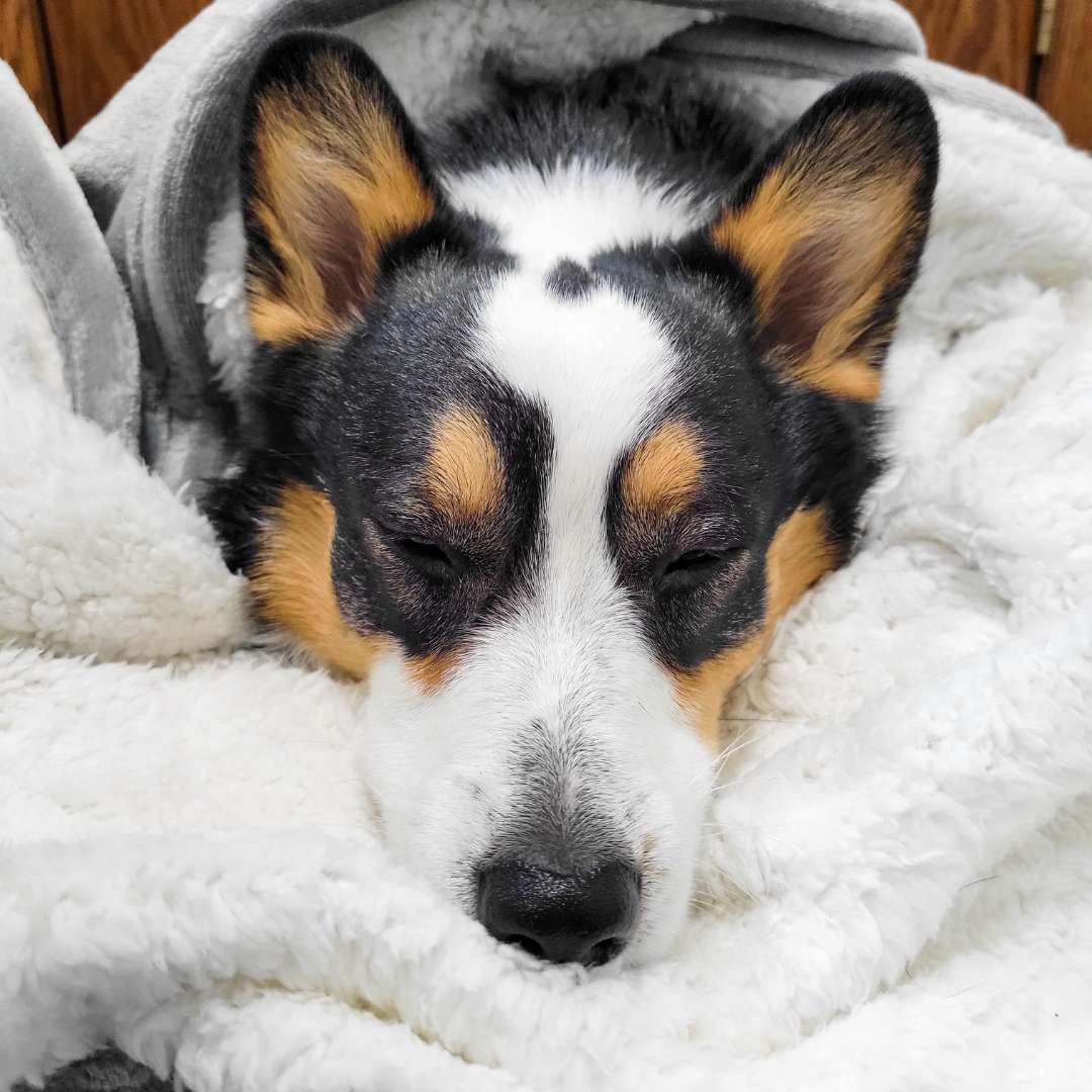 Waterproof Plush Dog Blanket