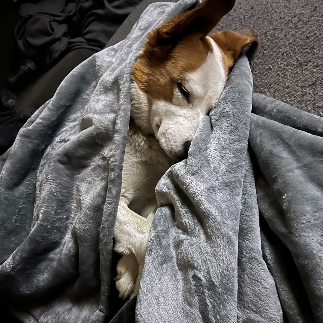 Waterproof Plush Dog Blanket