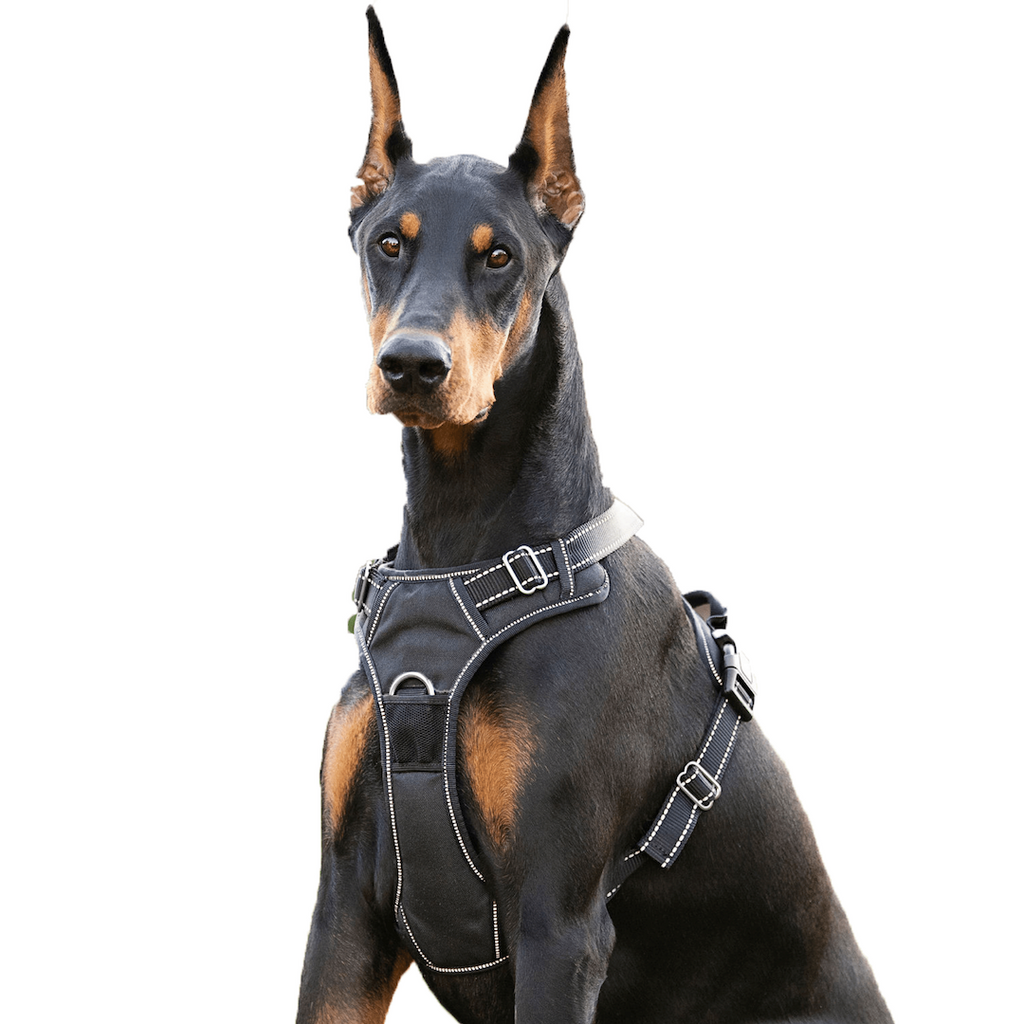 Dog Harness