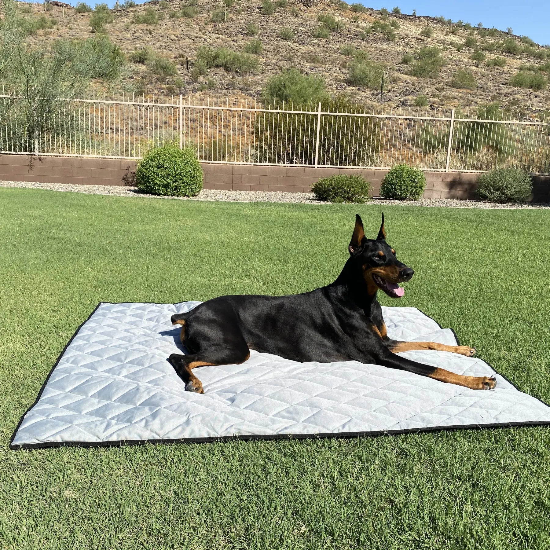 Non chewable dog blanket sale
