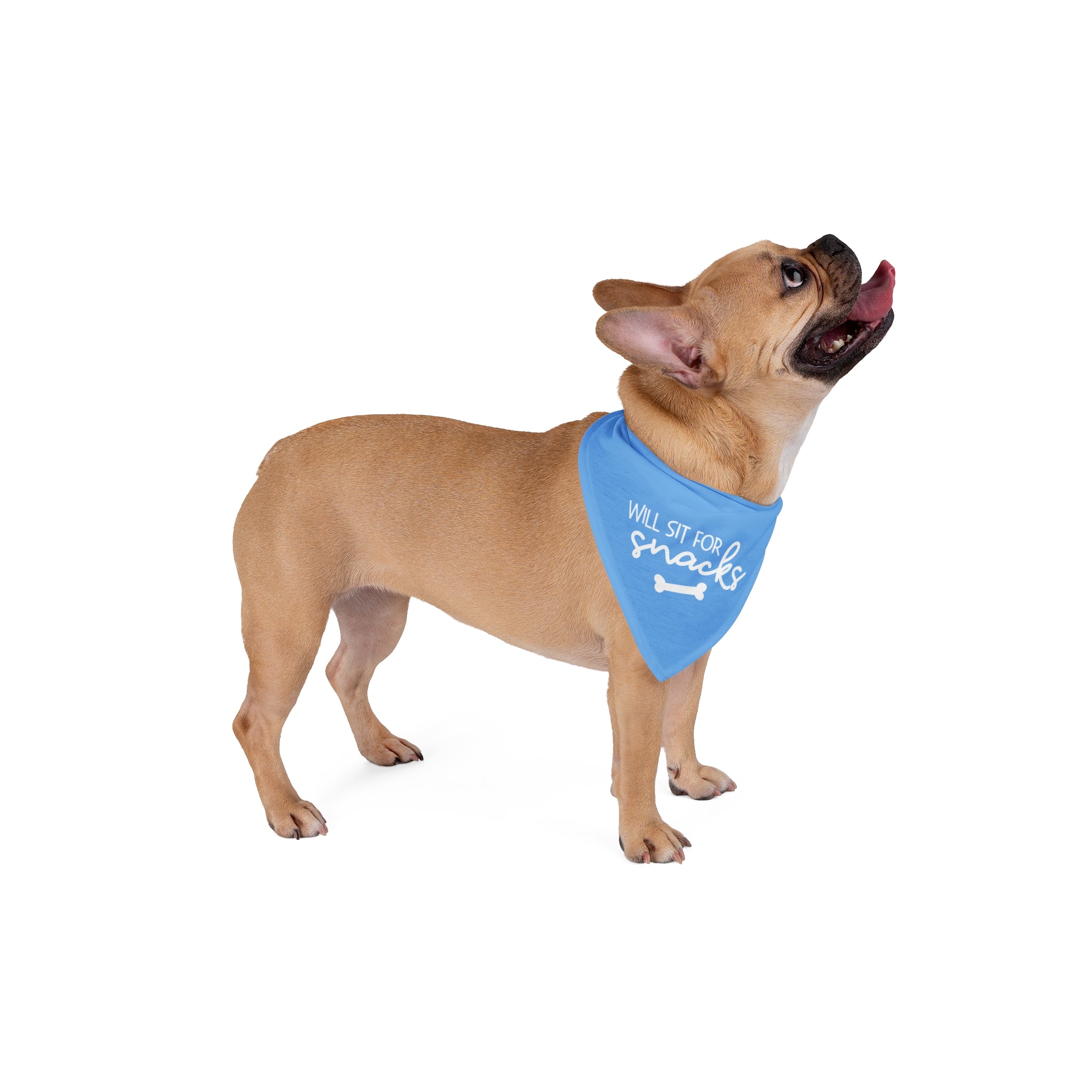 Will Sit For Snacks | Blue Dog Bandana