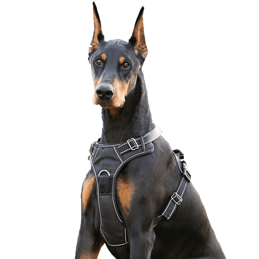 Dog Harness on Doberman