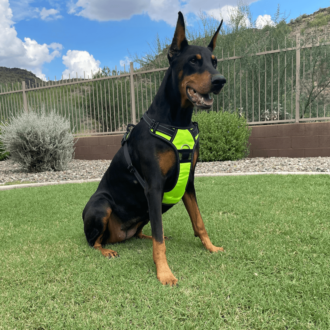 Doberman dog belt hot sale